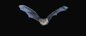 Zwergfledermaus im Flug