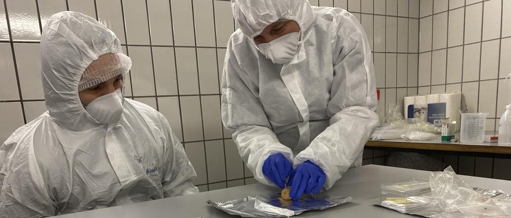 Auf diesem von der Universität Konstanz zur Verfügung gestellten Handout bereiten Professorin Laura Epp (r.) und Peter Seeber im Labor einen Koprolithen für die genetische Analyse vor. Wie eine Zeitkapsel enthalten Koprolithen Hinweise auf die Produzenten der Exkremente und deren Nahrung: die verdauten Tiere und Pflanzen.