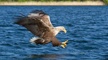 Seeadler bei der Jagd