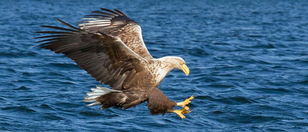 Seeadler bei der Jagd