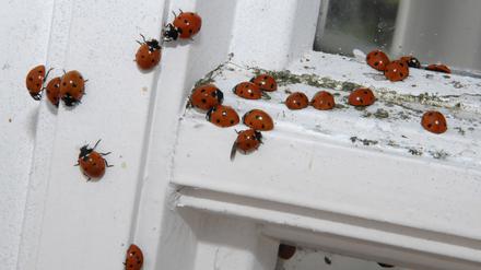Für die Überwinterung suchen Marienkäfer vor allem geschützte Hohlräume wie Rolllädenkästen oder Fensterritzen auf, um dort in einen Ruheschlaf zu fallen.