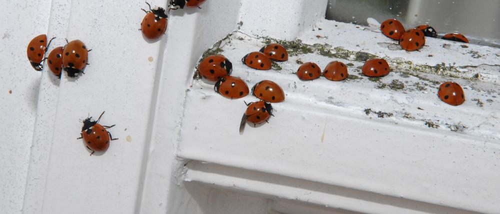 Für die Überwinterung suchen Marienkäfer vor allem geschützte Hohlräume wie Rolllädenkästen oder Fensterritzen auf, um dort in einen Ruheschlaf zu fallen.