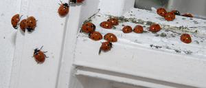 Für die Überwinterung suchen Marienkäfer vor allem geschützte Hohlräume wie Rolllädenkästen oder Fensterritzen auf, um dort in einen Ruheschlaf zu fallen.