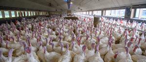 Sachsen-Anhalt, Roxförde: Puter, auch Truthähne genannt, stehen im in einem Stall der „Altmärkischen Putenmast“. 