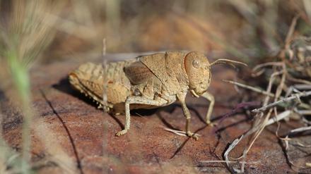Die Crauschrecke (Prionotropis rhodanica) ist durch Veränderungen in der Weideviehhaltung in Südfrankreich vom Aussterben bedroht.