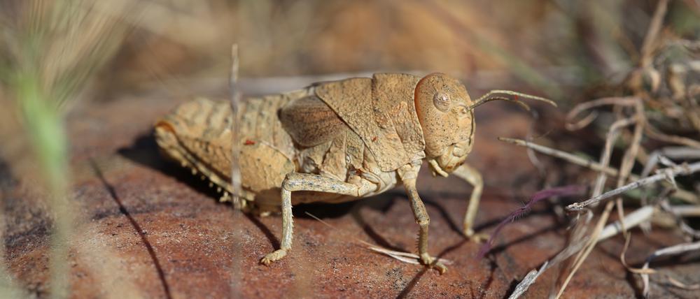 Die Crauschrecke (Prionotropis rhodanica) ist durch Veränderungen in der Weideviehhaltung in Südfrankreich vom Aussterben bedroht.