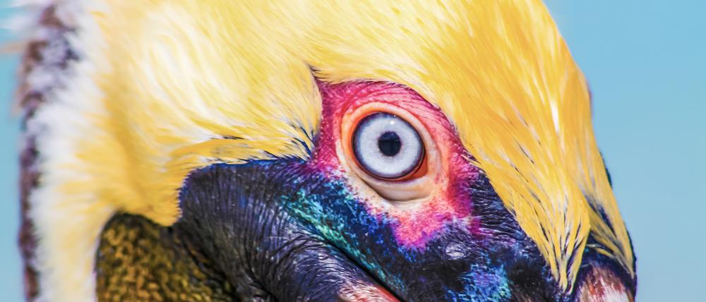 Die Augen von Pelikanen leuchten besonders farbintensiv, wenn die Brutzeit ansteht.