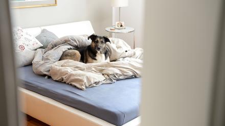 Nicht mehr allein: In der Coronazeit haben sich viele Menschen einen Hund oder eine Katze angeschafft.