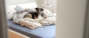 Nicht mehr allein: In der Coronazeit haben sich viele Menschen einen Hund oder eine Katze angeschafft.