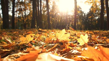 Golden leuchtet das Herbstlaub in der Abendsonne (Symbolbild).