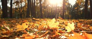 Golden leuchtet das Herbstlaub in der Abendsonne (Symbolbild).