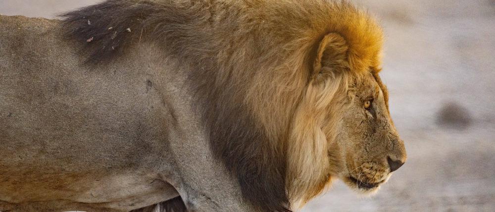 Erst nach mehreren Stunden gelang es, das Tier (Symbolfoto) zu betäuben und wieder einzufangen.