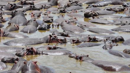 Nilpferde im Serengeti-Nationalpark rücken enger zusammen, wenn der Wasserspiegel sinkt.