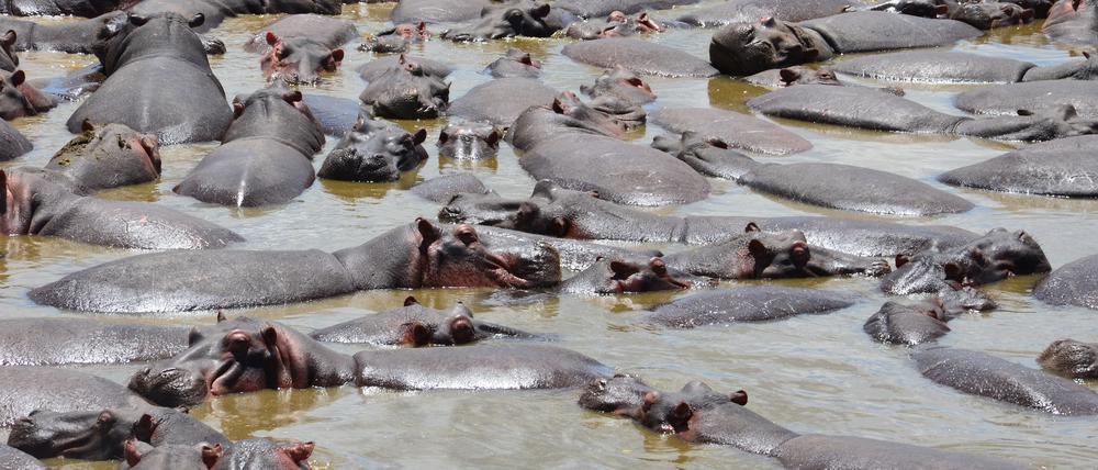 Nilpferde im Serengeti-Nationalpark rücken enger zusammen, wenn der Wasserspiegel sinkt.