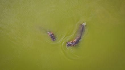 Nilpferde schwimmen in einem der Seen des Parks «Hacienda Napoles». Die Nilpferde, die der Drogenbaron Escobar einst nach Kolumbien brachte, haben sich so vermehrt, dass das Land nach einer Lösung für die Tiere sucht.