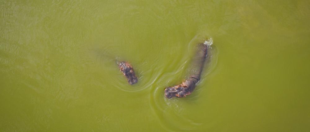 Nilpferde schwimmen in einem der Seen des Parks «Hacienda Napoles». Die Nilpferde, die der Drogenbaron Escobar einst nach Kolumbien brachte, haben sich so vermehrt, dass das Land nach einer Lösung für die Tiere sucht.