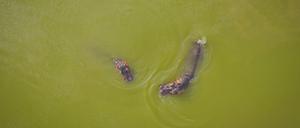 Nilpferde schwimmen in einem der Seen des Parks «Hacienda Napoles». Die Nilpferde, die der Drogenbaron Escobar einst nach Kolumbien brachte, haben sich so vermehrt, dass das Land nach einer Lösung für die Tiere sucht.