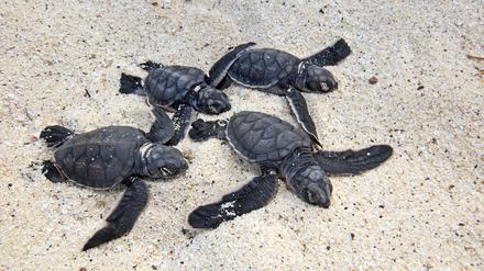 Malaysische Behörden haben rund 400 Schildkröten vor dem Verkauf gerettet.