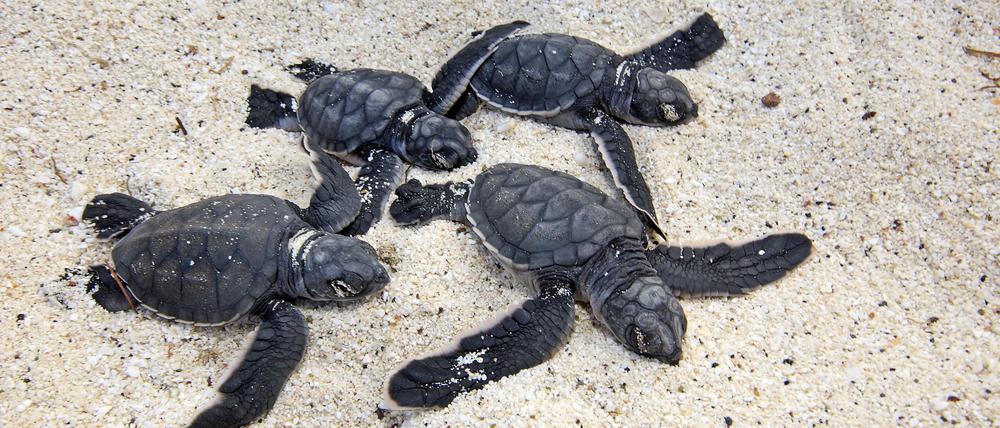Malaysische Behörden haben rund 400 Schildkröten vor dem Verkauf gerettet.