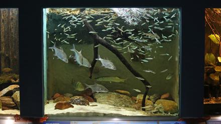 Im Naturkundemuseum Potsdam gibt es rund 40 heimische Fischarten.