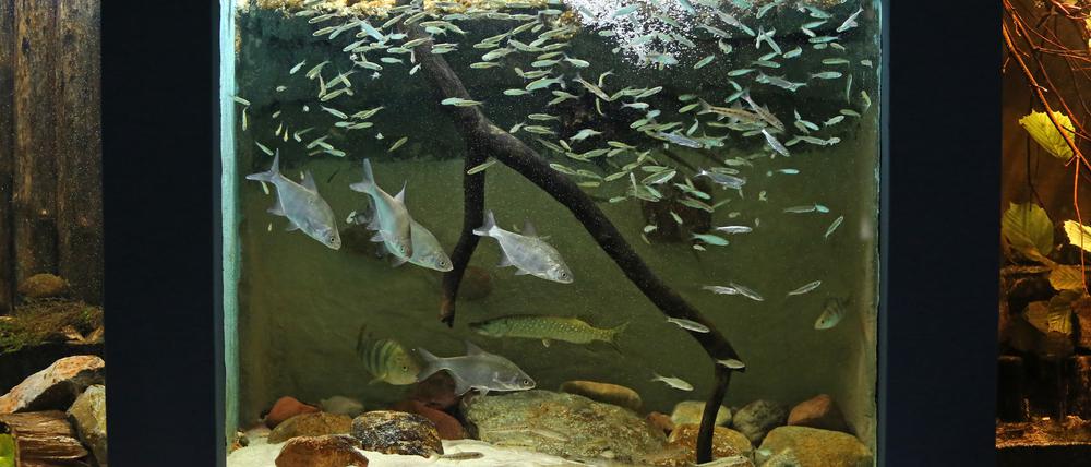 Im Naturkundemuseum Potsdam gibt es rund 40 heimische Fischarten.