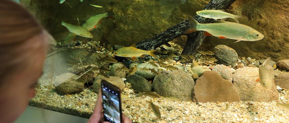 Wiedereröffnung des Aquariums im Naturkundemuseum Potsdam. 40 heimische Fischarten.