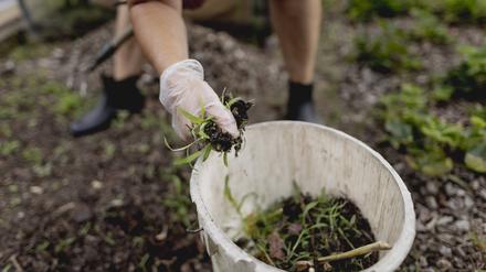 Jäten statt spritzen: Das ist anstrengender, aber hilft der Artenvielfalt im Garten.