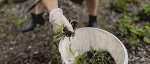 Jäten statt spritzen: Das ist anstrengender, aber hilft der Artenvielfalt im Garten.