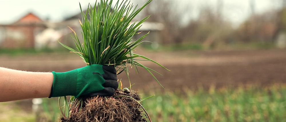 Glyphosat darf in der EU weitere zehn Jahre lang eingesetzt werden. Umweltverbände sind enttäuscht.