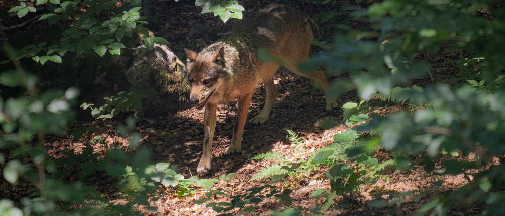 Wölfe suchen sich in Deutschland heute andere Reviere als die ersten zurückkehrenden Rudel.