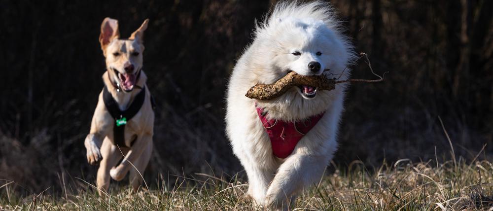 Bald kann im neuen Auslaufgebiet nach Hundelust gerannt werden. Ohne störende Leine.