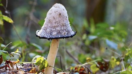Natur, Pilze, Schopf-Tintling, Spargelpilz, Porzellantintling oder Tintenpilz