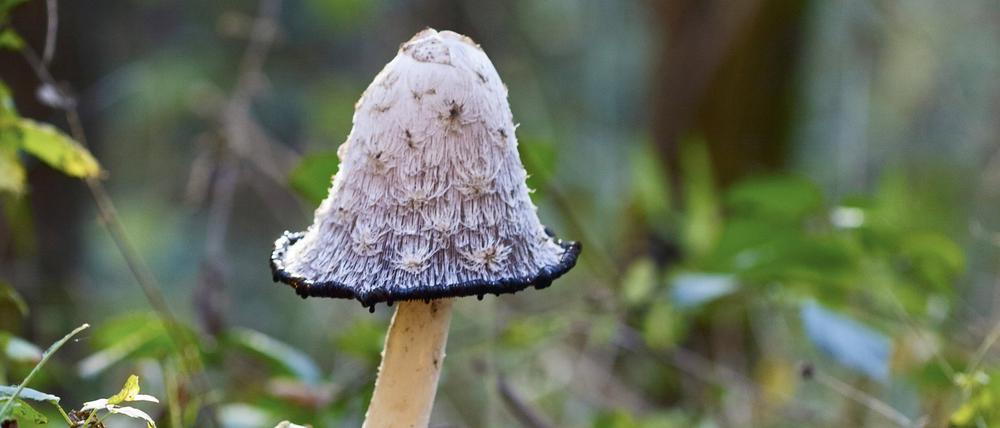 Natur, Pilze, Schopf-Tintling, Spargelpilz, Porzellantintling oder Tintenpilz