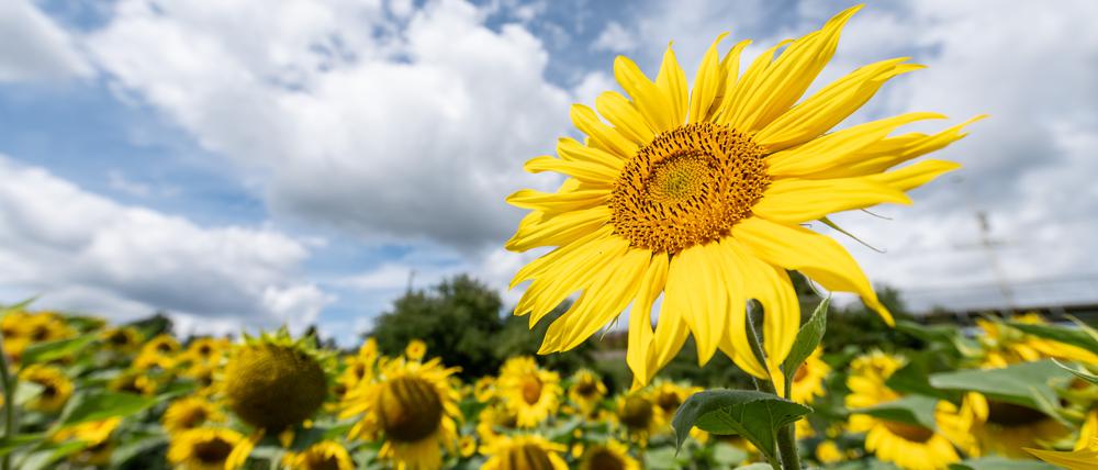 Sonnenblumen sehen nicht nur toll aus, aus ihren Kernen wird Speiseöl hergestellt.