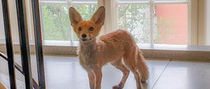 Ein Fuchs hat es in das Dienstgebäude der Berliner Senatsverwaltung für Integration, Arbeit und Soziales geschafft. Nach Angaben der Behörde ging er über alle Etagen bis ins Dachgeschoss. Der Hausmeisterdienst rief die Polizei, die den Fuchs abholte. (Zu dpa: «Berlin meldet einen Behördenfuchs») +++ dpa-Bildfunk +++