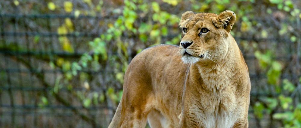Eine Löwin steht in ihrem Gehege im Zoo von Eberswalde. 