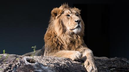 Ein asiatischer Löwe liegt am 04.04.2017 im Zoo Wilhelma in Stuttgart (Baden-Württemberg) auf einem von der Sonne angestrahlten Baumstamm. (Symbolbild)