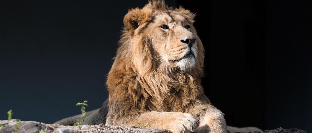 Ein asiatischer Löwe liegt am 04.04.2017 im Zoo Wilhelma in Stuttgart (Baden-Württemberg) auf einem von der Sonne angestrahlten Baumstamm. (Symbolbild)