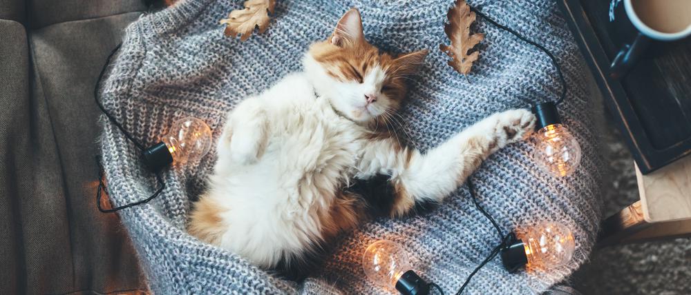 Tiefenentspannte Katze liegt auf einem Winterpulli.