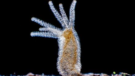 Bakterien und Einzeller sind potenziell unsterblich. Unter Vielzellern schafft das nur der Süßwasserpolyp Hydra vulgaris.