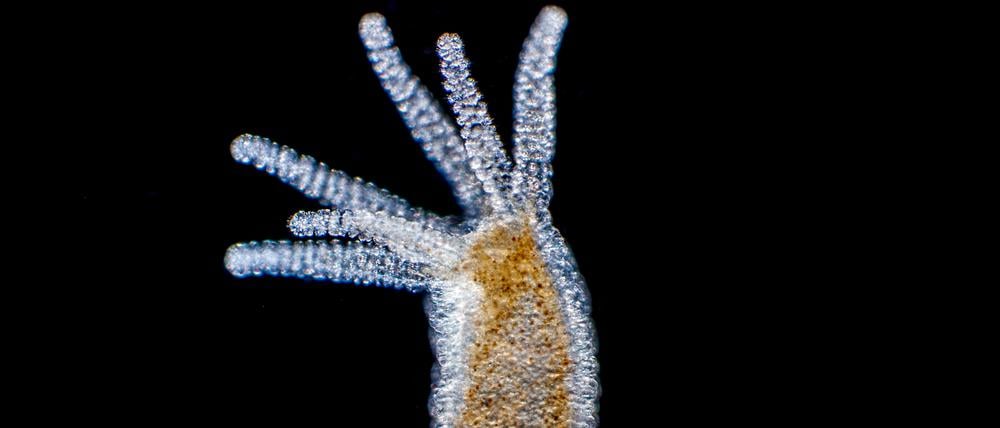 Bakterien und Einzeller sind potenziell unsterblich. Unter Vielzellern schafft das nur der Süßwasserpolyp Hydra vulgaris.