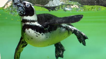 Ein Brillenpinguin taucht in seinem Gehege im Zoo in Wuppertal ab. Brillenpinguine leben an den Küsten Angolas, Namibias und Südafrikas.