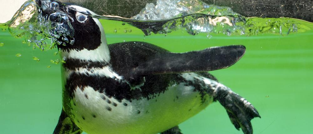 Ein Brillenpinguin taucht in seinem Gehege im Zoo in Wuppertal ab. Brillenpinguine leben an den Küsten Angolas, Namibias und Südafrikas.
