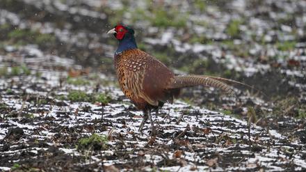 Ein Fasan läuft über einen Acker.  