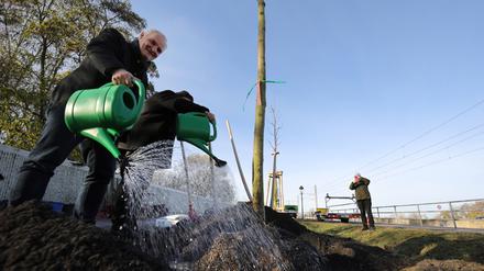 Zum Start der Pflanzsaison 2023/24 übernahm Bernd Rubelt, Potsdams Beigeordneter für Stadtentwicklung, Bauen, Wirtschaft und Umwelt, das „Angießen“ am ersten gepflanzten Baum.
