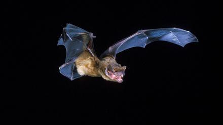Breitflügelfledermäuse fressen Insekten und sind mit bis zu 38 Zentimetern Flügelspannweite recht groß.