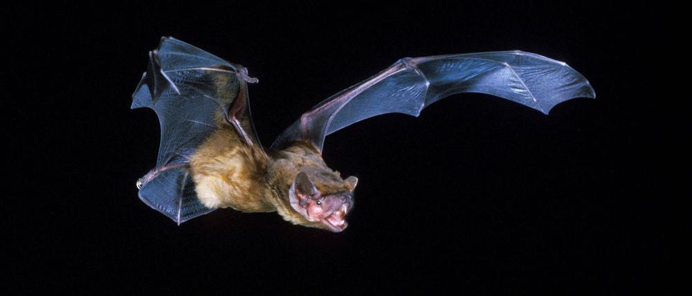 Breitflügelfledermäuse fressen Insekten und sind mit bis zu 38 Zentimetern Flügelspannweite recht groß.