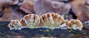 Schmetterlings-Tramete Trametes versicolor, Pilz, Mecklenburg-Vorpommern, Deutschland, Europa *** Butterfly Trametes versicolor , Mushroom, Mecklenburg Vorpommern, Germany, Europe Copyright: imageBROKER/SvenxWalter ibxsvw06703192.jpg  Bitte beachten Sie die gesetzlichen Bestimmungen des deutschen Urheberrechtes hinsichtlich der Namensnennung des Fotografen im direkten Umfeld der Veröffentlichung!