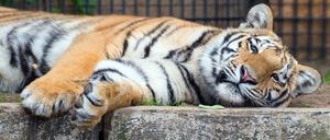 Locker bleiben! Tiger Diego ist Menschen gewohnt und zeigt sich entspannt, wenn Besuch kommt. 