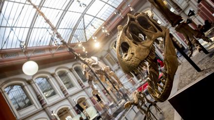 Im Sauriersaal des Naturkundemuseums ist von der erfolgreichen Cyberattacke nichts zu spüren.